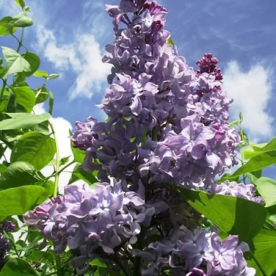 Сирень КРЫЛЬЯ НАДЕЖДЫ  Сирень КРЫЛЬЯ НАДЕЖДЫ в Видном