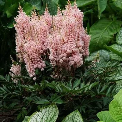 Астильба ЛУК ЭТ МИ японская  Астильба ЛУК ЭТ МИ японская в Видном