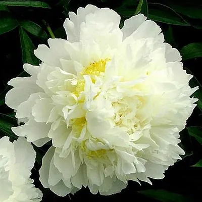 Пион ЗОЛОТОЙ ОРЕОЛ травянистый в Видном