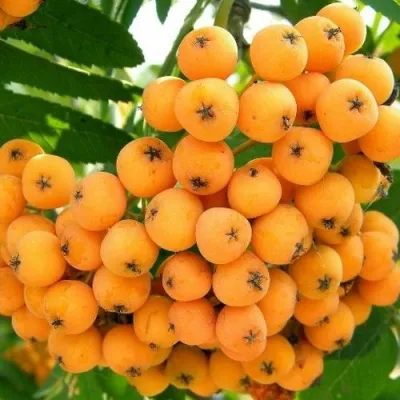 Рябина НЕВЕЖИНСКАЯ ЖЕЛТАЯ сладкоплодная — описание сорта Рябина НЕВЕЖИНСКАЯ ЖЕЛТАЯ сладкоплодная в Видном