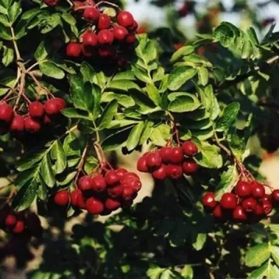 Рябина РУБИНОВАЯ сладкоплодная — описание сорта Рябина РУБИНОВАЯ сладкоплодная в Видном