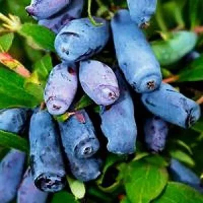 Жимолость съедобная ВОЛХОВА  Жимолость съедобная ВОЛХОВА в Видном