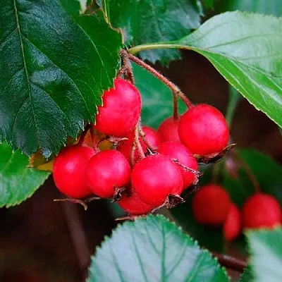 Боярышник ЛЮДМИЛ  Боярышник ЛЮДМИЛ в Видном