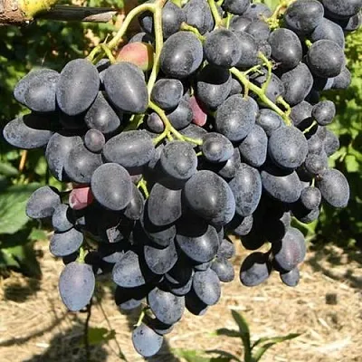 Виноград НАДЕЖДА АЗОС  Виноград НАДЕЖДА АЗОС в Видном