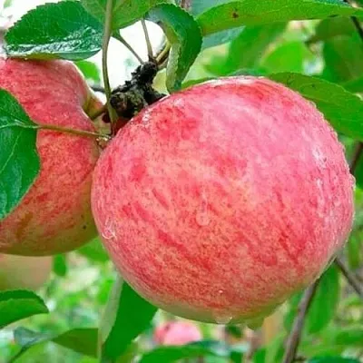 Яблоня КОРИЧНОЕ ПОЛОСАТОЕ в Видном