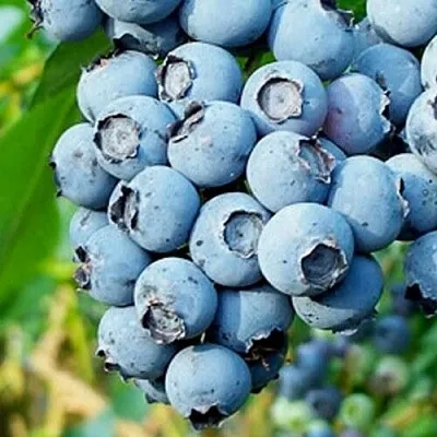 Голубика БРИГИТТА БЛЮ  Голубика БРИГИТТА БЛЮ в Видном