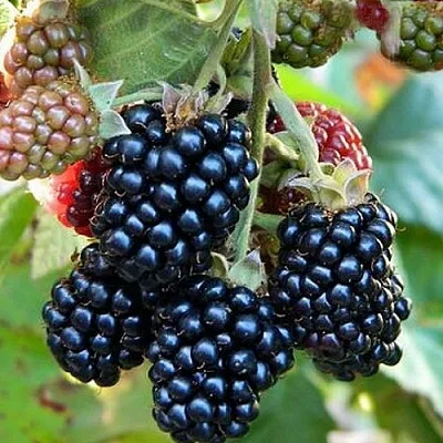 Ежевика ОУАЧИТА бесшипная  Ежевика ОУАЧИТА бесшипная в Видном