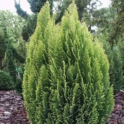 Кипарисовик ЭЛВУДИ ЭМПАЙР лавсана  Кипарисовик ЭЛВУДИ ЭМПАЙР лавсана в Видном