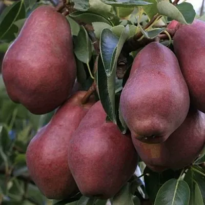 Груша РЕД ВИЛЬЯМС  Груша РЕД ВИЛЬЯМС в Видном