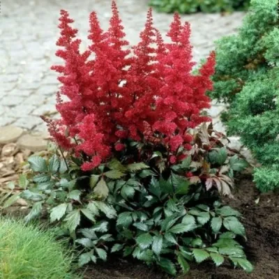 Астильба МОНТГОМЕРИ японская в Видном