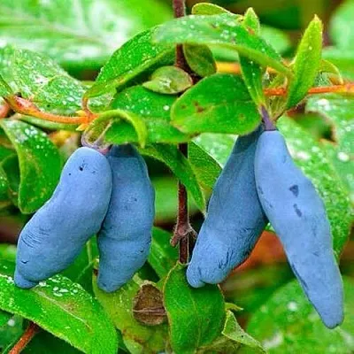 Жимолость съедобная МОРЕНА  Жимолость съедобная МОРЕНА в Видном