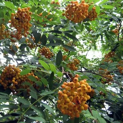 Рябина НЕВЕЖИНСКАЯ ЖЕЛТАЯ сладкоплодная — описание сорта Рябина НЕВЕЖИНСКАЯ ЖЕЛТАЯ сладкоплодная в Видном