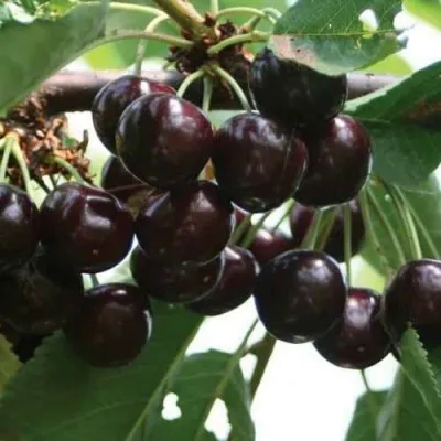 Черешня НАПОЛЕОН — описание сорта Черешня НАПОЛЕОН в Видном