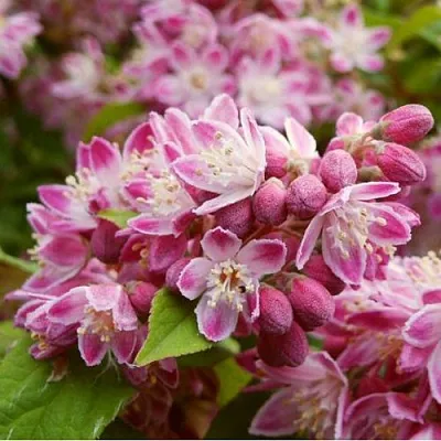 Дейция СТРОБЕРРИ ФИЛДС   Дейция СТРОБЕРРИ ФИЛДС  в Видном