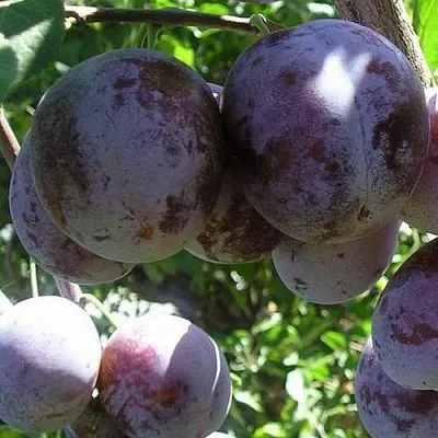 Слива РЕНКЛОД ХАРИТОНОВОЙ  Слива РЕНКЛОД ХАРИТОНОВОЙ в Видном