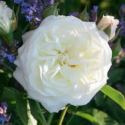 Саженцы роз АЛАБАСТЕР флорибунда  Саженцы роз АЛАБАСТЕР флорибунда в Видном