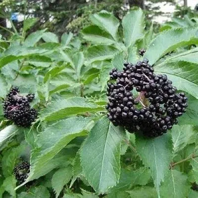 Бузина черная КЛАДЗЕЗЬ в Видном