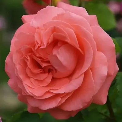 Саженцы роз ДИДИ БРИДЖУОТЕР плетистая  Саженцы роз ДИДИ БРИДЖУОТЕР плетистая в Видном