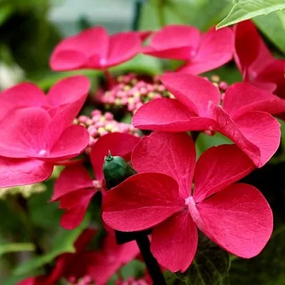 Гортензия РОТШВАНЦ крупнолистная  Гортензия РОТШВАНЦ крупнолистная в Видном