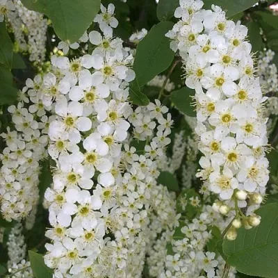 Черемуха САМОПЛОДНАЯ в Видном