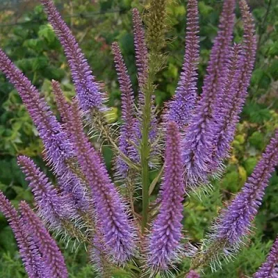 Вероникаструм ФАСЦИНЕЙШН  Вероникаструм ФАСЦИНЕЙШН в Видном