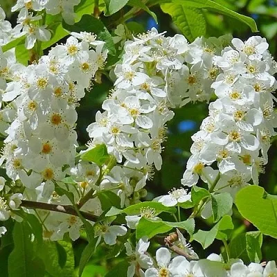 Черемуха ЧАЙКА в Видном