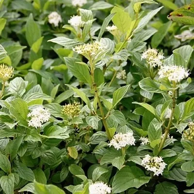 Дерен ФЛАВИРАМЕА отпрысковый   Дерен ФЛАВИРАМЕА отпрысковый  в Видном