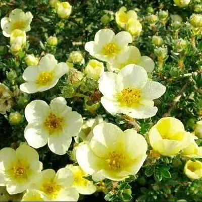 Лапчатка КЛОНДАЙК кустарниковая  Лапчатка КЛОНДАЙК кустарниковая в Видном