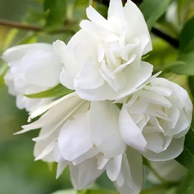 Жасмин МАНТО Д’ЭРМИН  Жасмин МАНТО Д’ЭРМИН в Видном