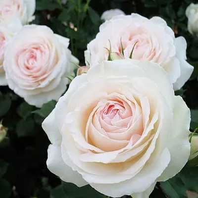 Саженцы роз ПАЛЕ РОЯЛЬ плетистая  Саженцы роз ПАЛЕ РОЯЛЬ плетистая в Видном