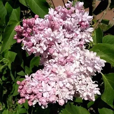 Сирень МИЛОСЕРДИЕ  Сирень МИЛОСЕРДИЕ в Видном