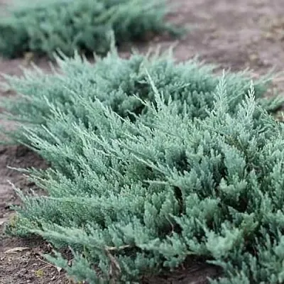 Можжевельник БЛЮ ЧИП горизонтальный в Видном