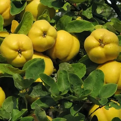 Цидония в Видном