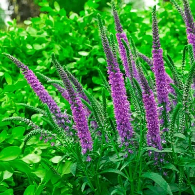 Вероника ФЕСТ МАТЧ длиннолистная  Вероника ФЕСТ МАТЧ длиннолистная в Видном