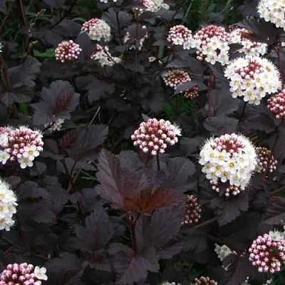 Пузыреплодник ДИАБЛО  Пузыреплодник ДИАБЛО в Видном