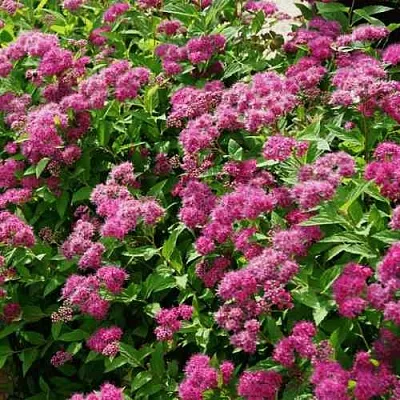 Спирея КРИСПА японская  Спирея КРИСПА японская в Видном