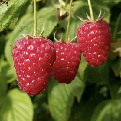 Малина МАПЕМА   Малина МАПЕМА  в Видном