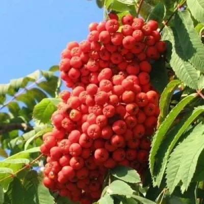 Рябина НЕВЕЖИНСКАЯ сладкоплодная в Видном