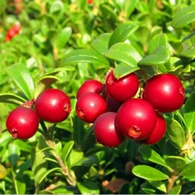 Брусника садовая РЕД ПЕРЛ в Видном