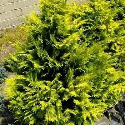 Кипарисовик ГОЛДЕН ВОНДЕР лавсона  Кипарисовик ГОЛДЕН ВОНДЕР лавсона в Видном