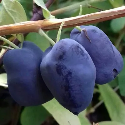 Жимолость съедобная БОРЕАЛ БЬЮТИ (СЕВЕРНАЯ КРАСАВИЦА)  Жимолость съедобная БОРЕАЛ БЬЮТИ (СЕВЕРНАЯ КРАСАВИЦА) в Видном