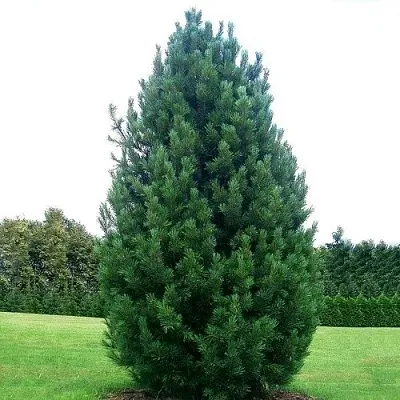 Сосна кедровая   Сосна кедровая  в Видном