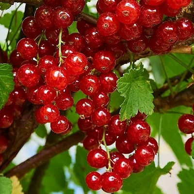 Смородина красная НАТАЛИ  Смородина красная НАТАЛИ в Видном