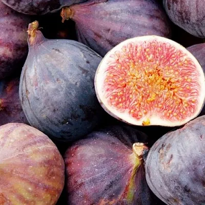 Инжир МУАССОН  Инжир МУАССОН в Видном