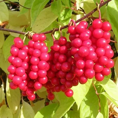 Лимонник ПЕРВЕНЕЦ китайский в Видном