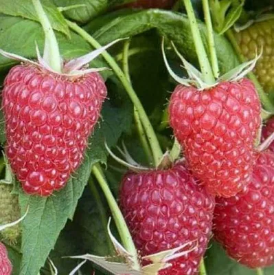 Малина ЕВРАЗИЯ  Малина ЕВРАЗИЯ в Видном