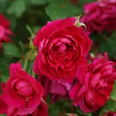 Саженцы роз КВАДРА плетистая  Саженцы роз КВАДРА плетистая в Видном