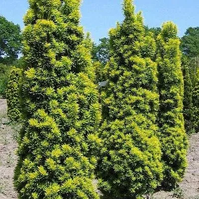 Тис ДАВИД ягодный  Тис ДАВИД ягодный в Видном