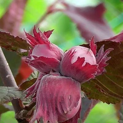 Фундук КАРДИНАЛ  Фундук КАРДИНАЛ в Видном