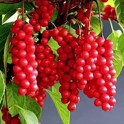 Лимонник САДОВЫЙ 1 китайский  в Видном